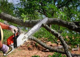 Best Tree Disease Treatment  in Commerce, CA